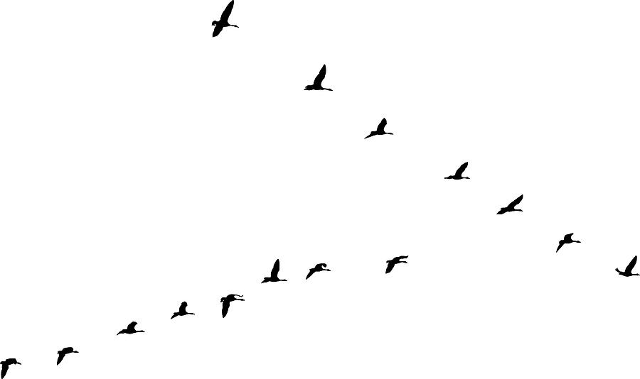 Flock of Canada Geese flying in v-formation and migrating #1 Drawing by GeorgePeters