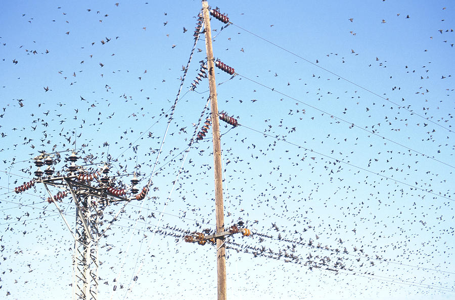 Flock Of Starlings #1 Photograph by Richard Hansen