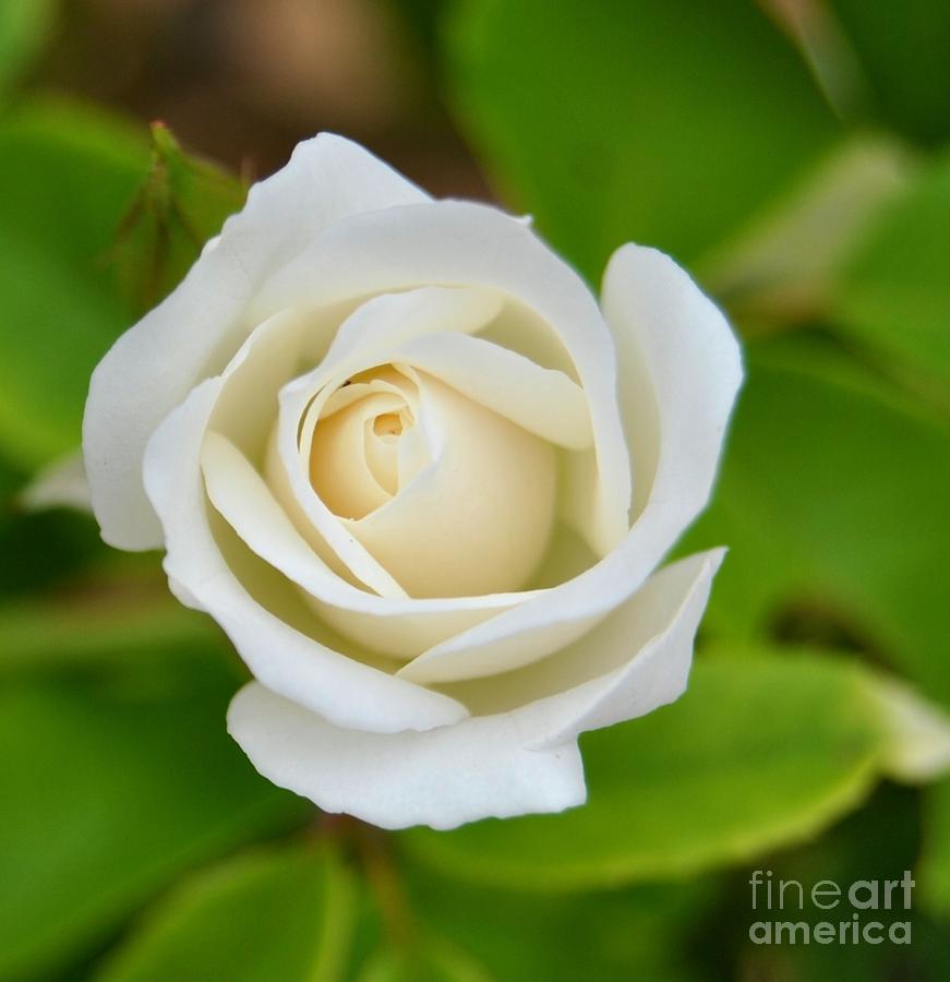 White Rose Digital Art - Flora  #1 by Bobby Mandal