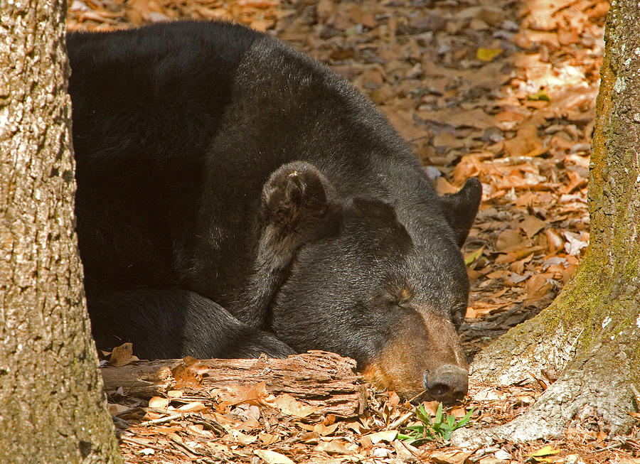 Florida Black Bear #7 Photograph by Millard H Sharp