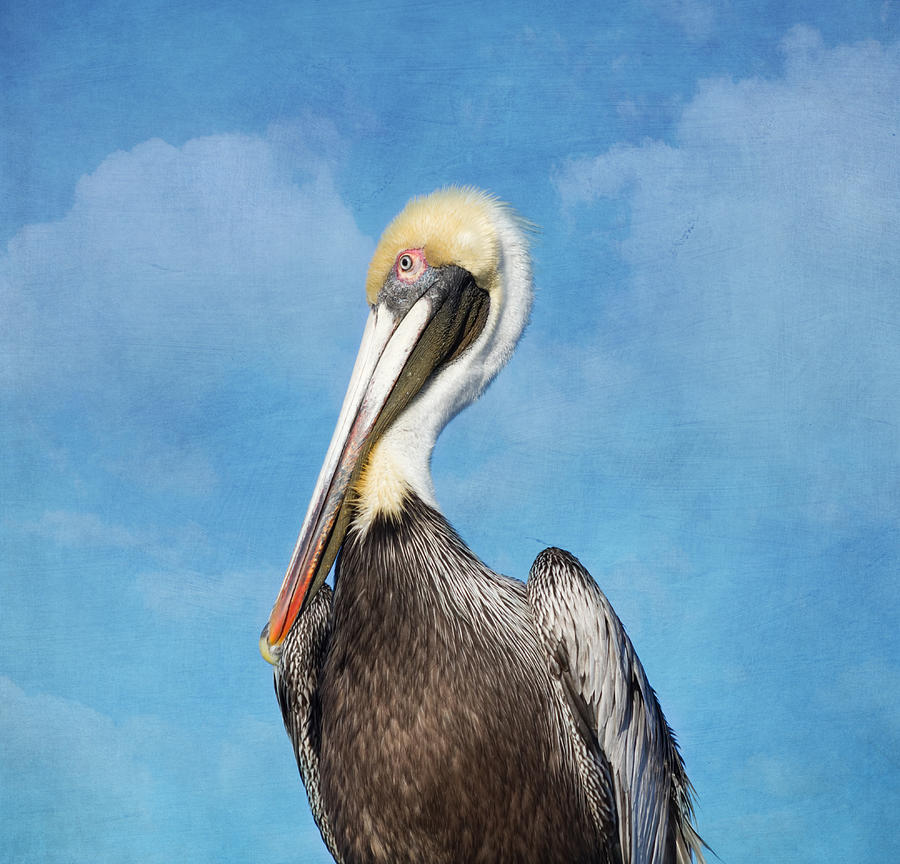 Pelican Photograph - Florida Brown Pelican #1 by Kim Hojnacki