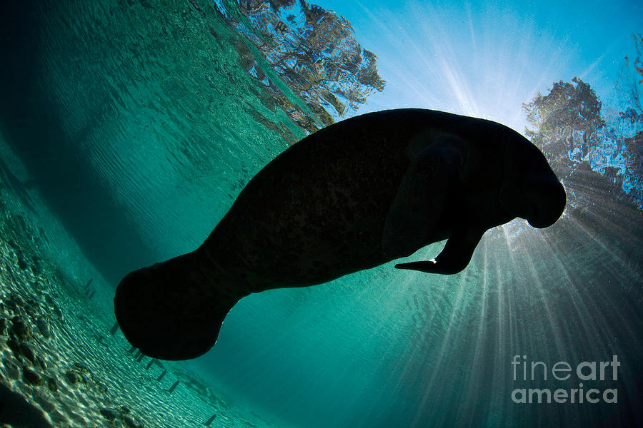 Animal Photograph - Florida Manatee #1 by David Fleetham
