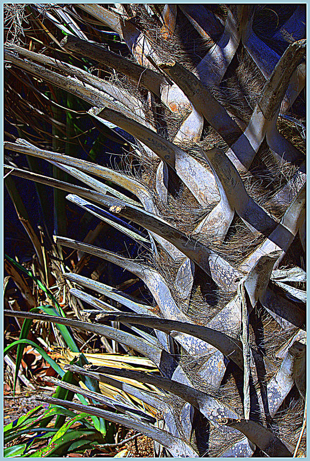 Florida Palm #1 Photograph by Mindy Newman