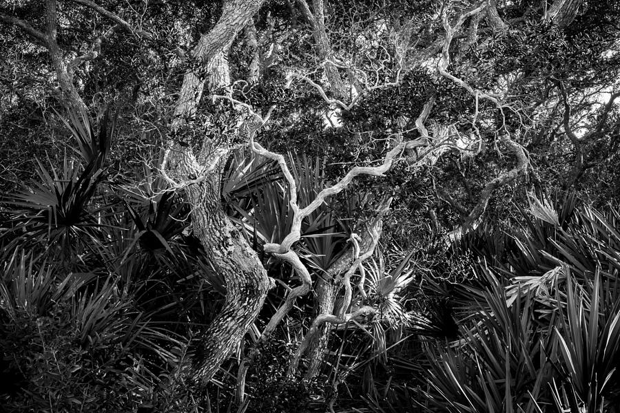 Florida Scrub Oaks BW   #1 Photograph by Rich Franco