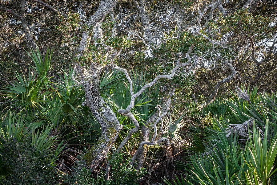Florida Scrub Oaks  #1 Photograph by Rich Franco