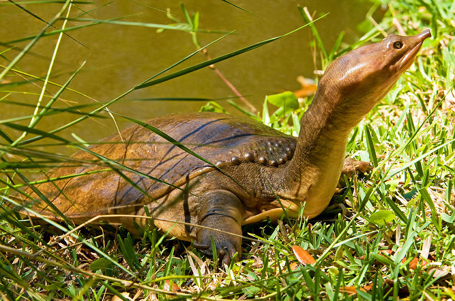 Florida Softshell Turtle Photograph By Millard H Sharp Fine Art America 