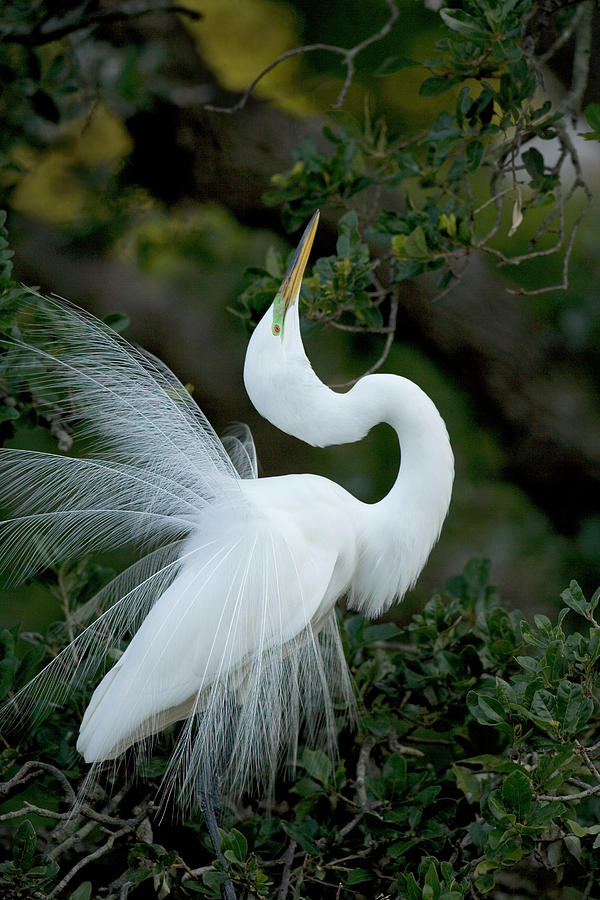 Florida, St Augustine Great Egret Photograph By Jaynes Gallery - Fine 