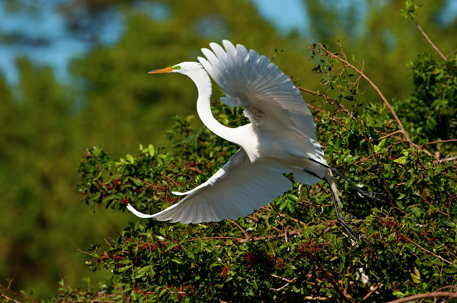 Ardea Alba Photograph - Florida, Venice, Audubon Sanctuary by Bernard Friel Ardea Alba Photograph - Florida, Venice, Audubon Sanctuary by Bernard Friel