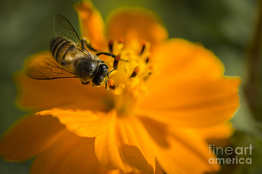 Flower and Bee #1 Photograph by Kiran Joshi