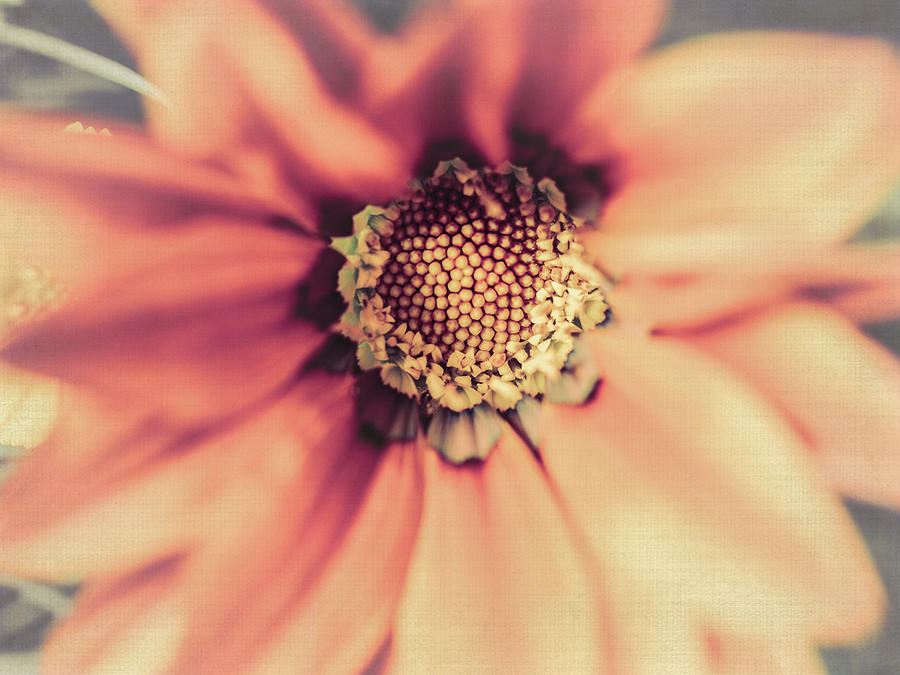Flower Beauty II #1 Photograph by Marco Oliveira