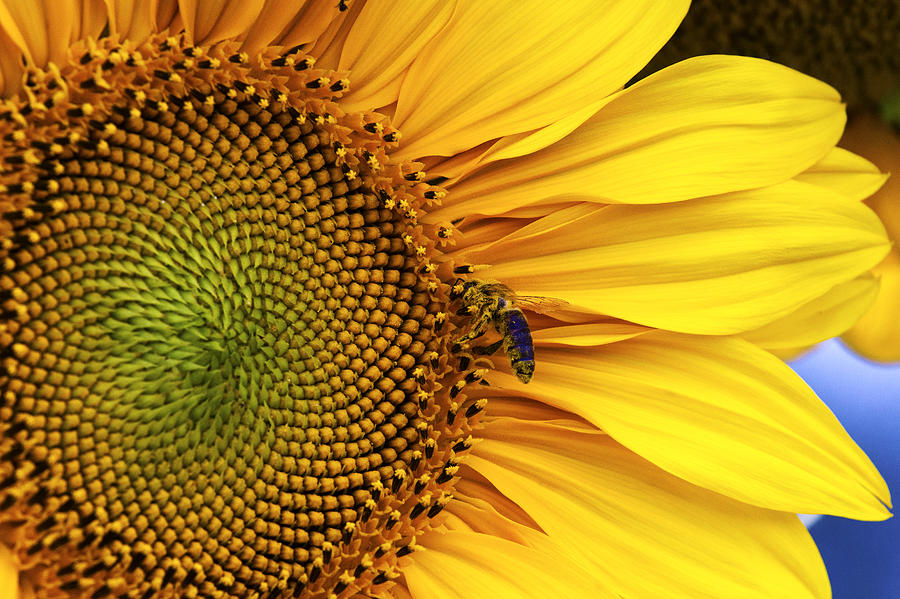 Flowers Still Life Photograph - Flower bee #1 by Martin Hristov