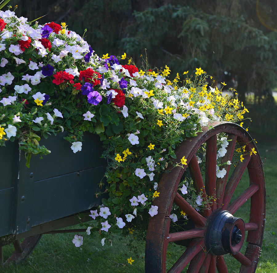 Flower Cart in Banff Town #1 Photograph by Yue Wang