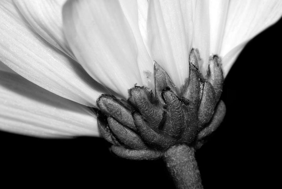 Flower Closeup #1 Photograph by Larah McElroy