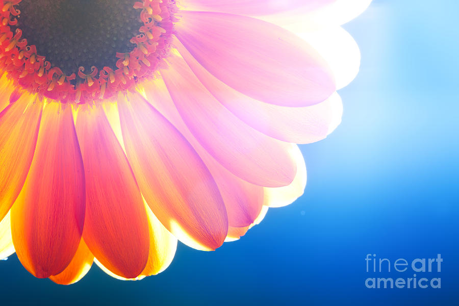 Spring Photograph - Flower closeup sunlight from behind #1 by Michal Bednarek