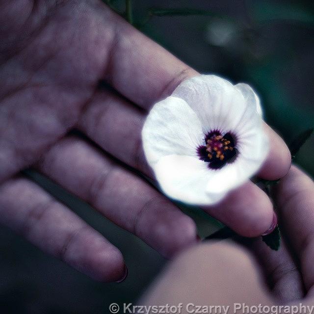 Nature Photograph - #flower #garden #nature #hands #plant #1 by Krzysztof Czarny