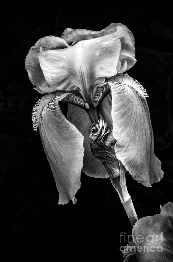Flower In Black And White #2 Photograph by Michael Arend