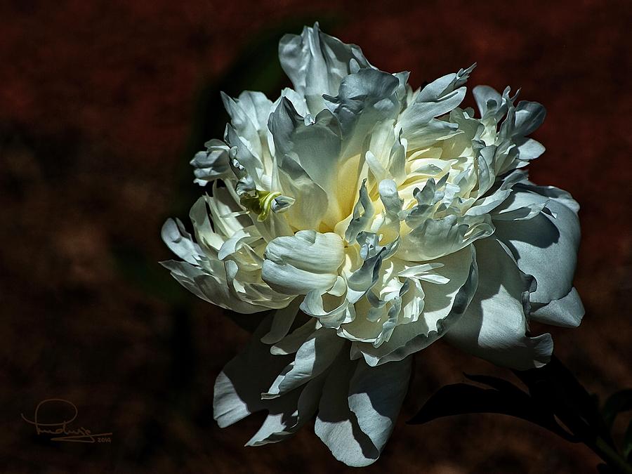 Flowers Still Life Photograph - Flower #2 by Ludwig Keck