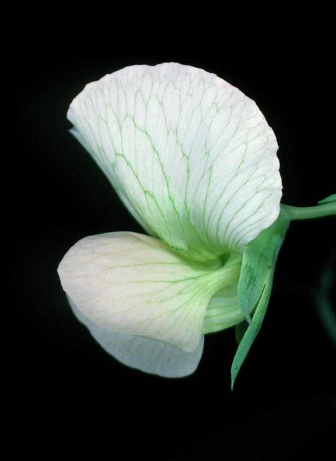 Flower Of The Garden Pea #1 Photograph by Dr Jeremy Burgess/science Photo Library.