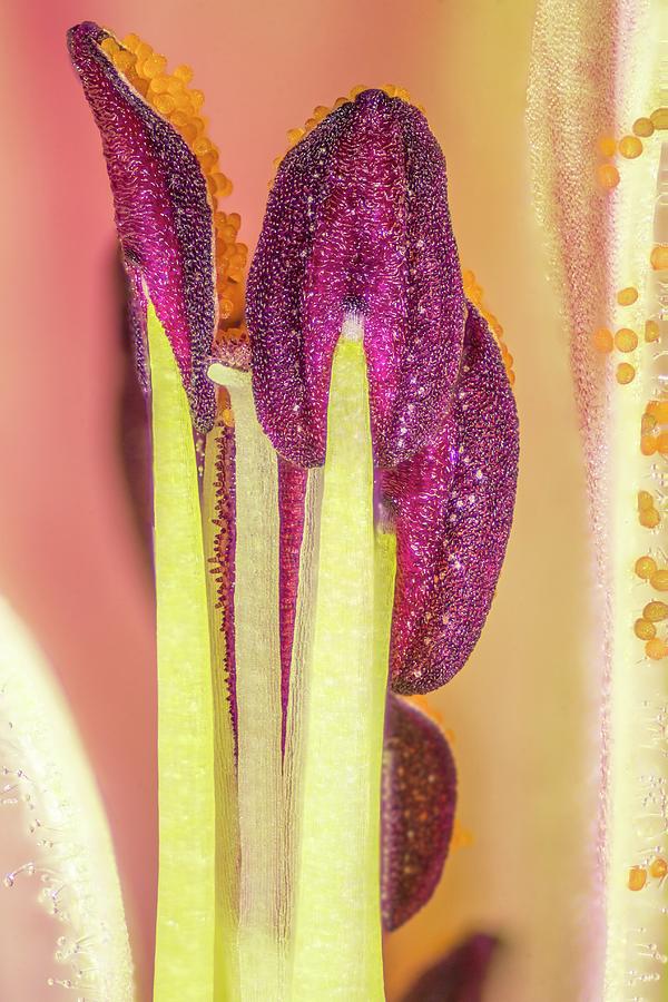 Flower Stamen Photograph by Karl Gaff / Science Photo Library - Fine ...