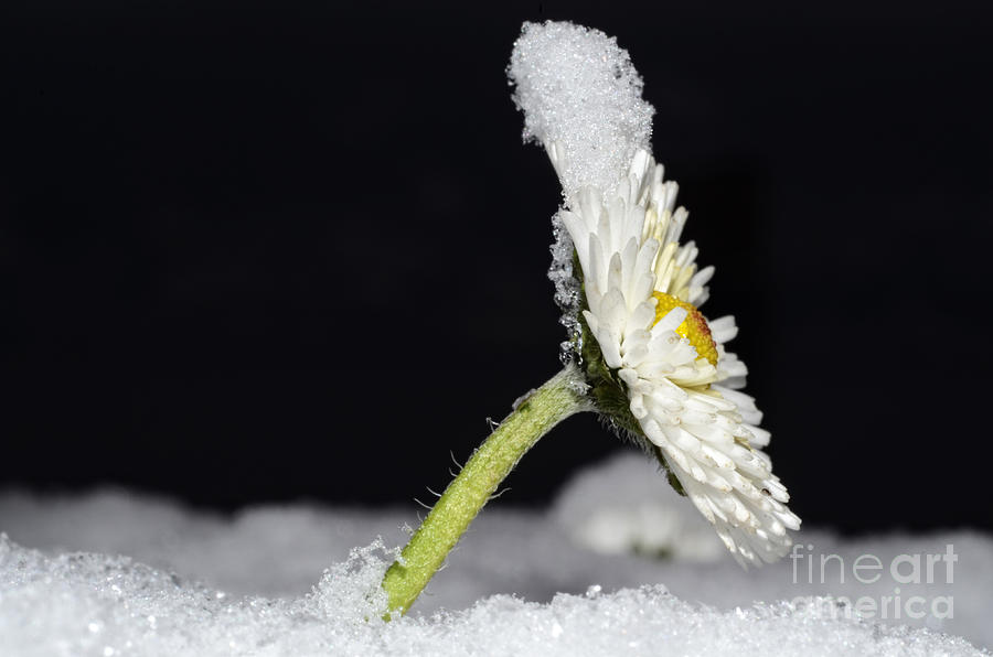 Flower with snow #1 Photograph by Mats Silvan