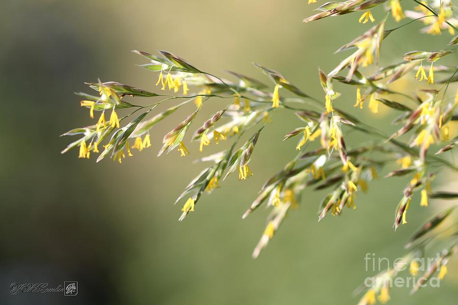 Flowering Brome Grass #1 Photograph by J McCombie