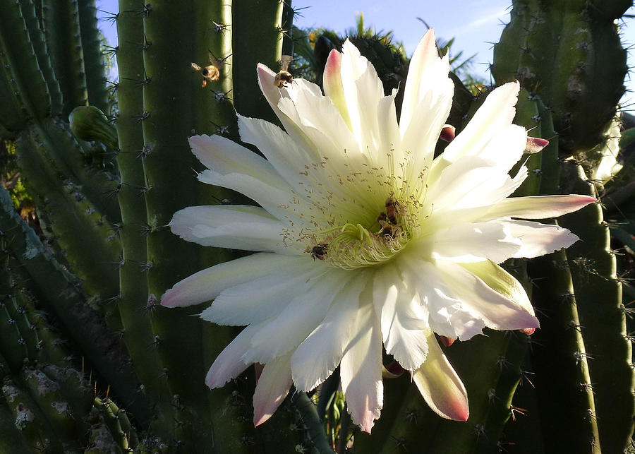 Flowering Cactus 1 Photograph by Mariusz Kula