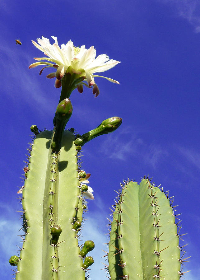 Flowering Cactus 2 Photograph by Mariusz Kula