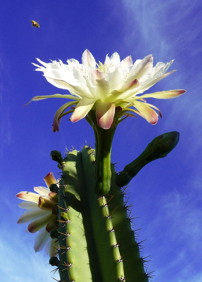 Flowering Cactus 3 Photograph by Mariusz Kula