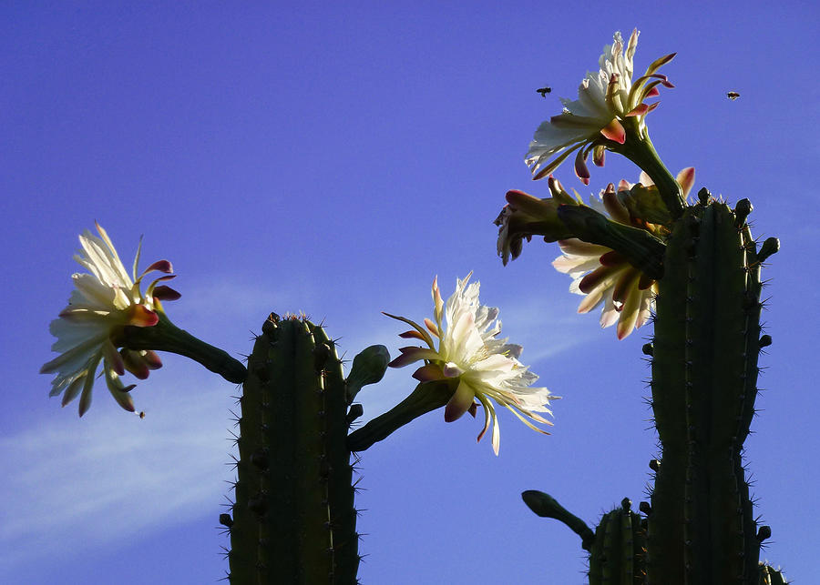 Flower Photograph - Flowering Cactus 4 by Mariusz Kula