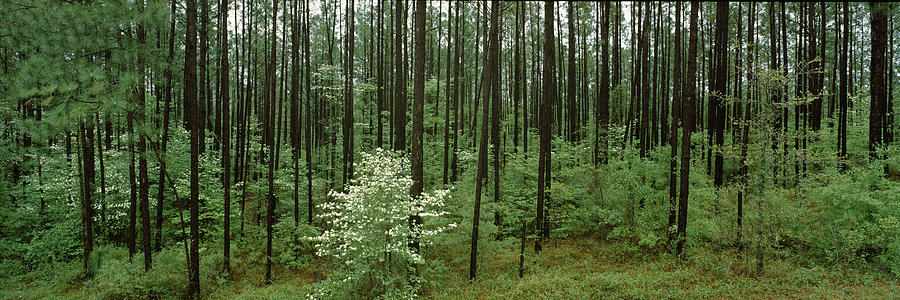 Nature Photograph - Flowering Dogwood Cornus Florida Trees #1 by Panoramic Images