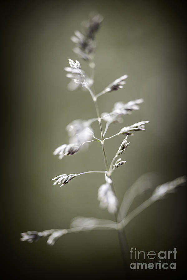 Flowering grass 2 Photograph by Elena Elisseeva