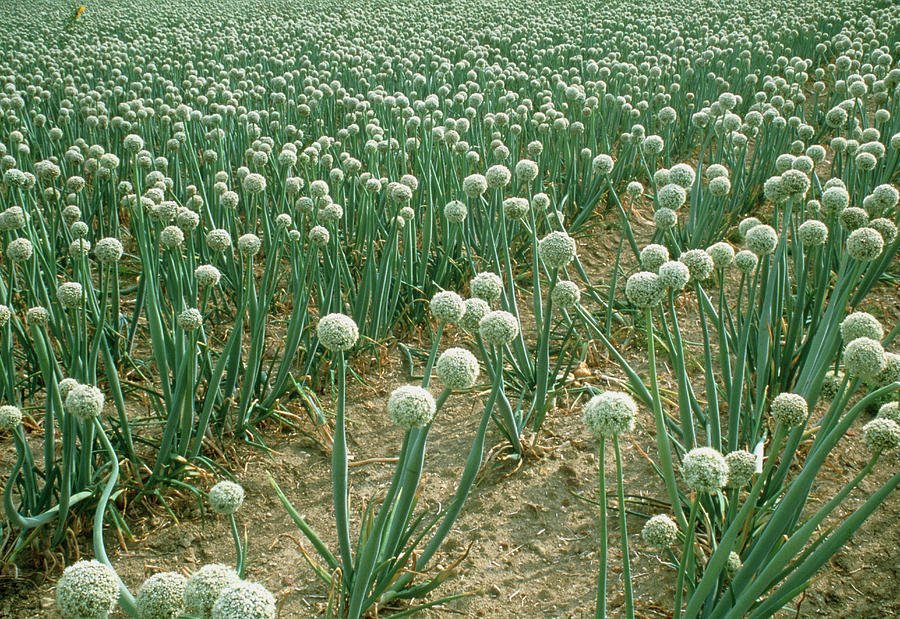 Flowering Onion Crop Grown For Its Seed #1 Photograph by Tony Craddock/science Photo Library