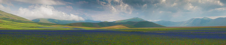 Flowering Plants With Mountain Range #1 Photograph by Panoramic Images