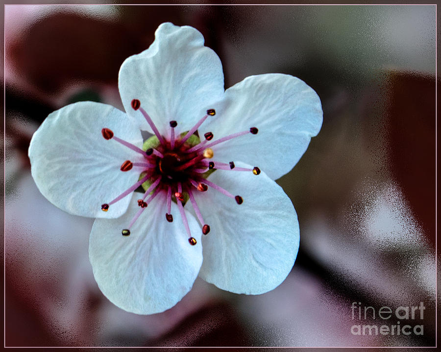 Flowering Plum #1 Photograph by Michael Arend