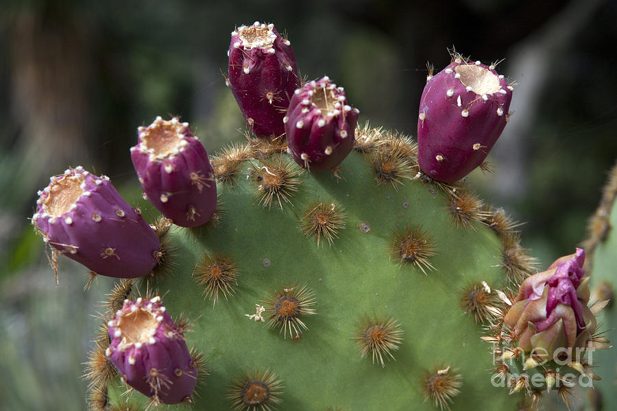 Flowering prickly pear cactus Photograph by Jason O Watson - Fine Art ...