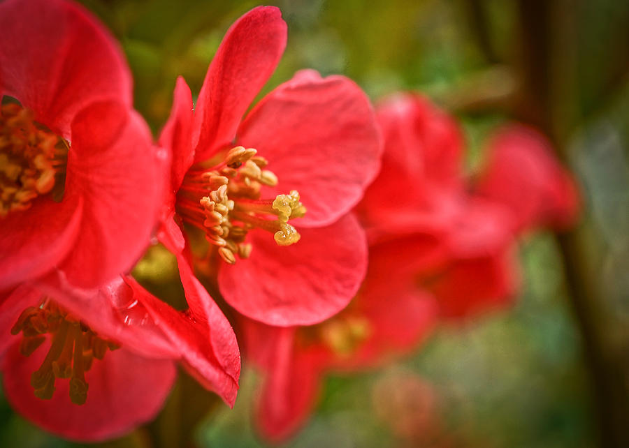 Flowering Quince #1 Photograph by Ronda Broatch