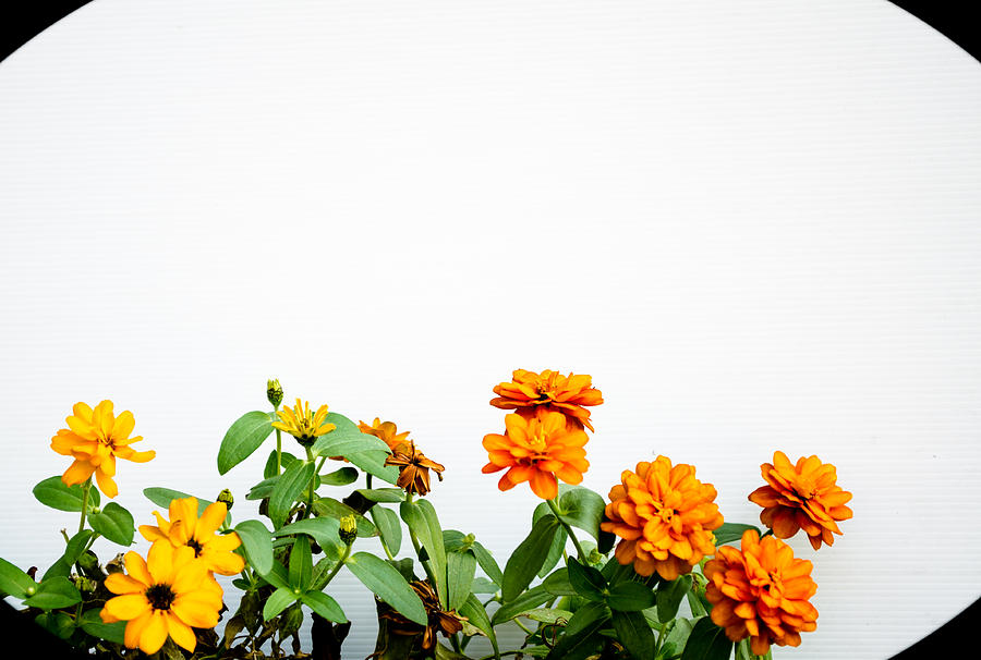 Daisy Photograph - Flowers frame #1 by Suntasit Fhakthap
