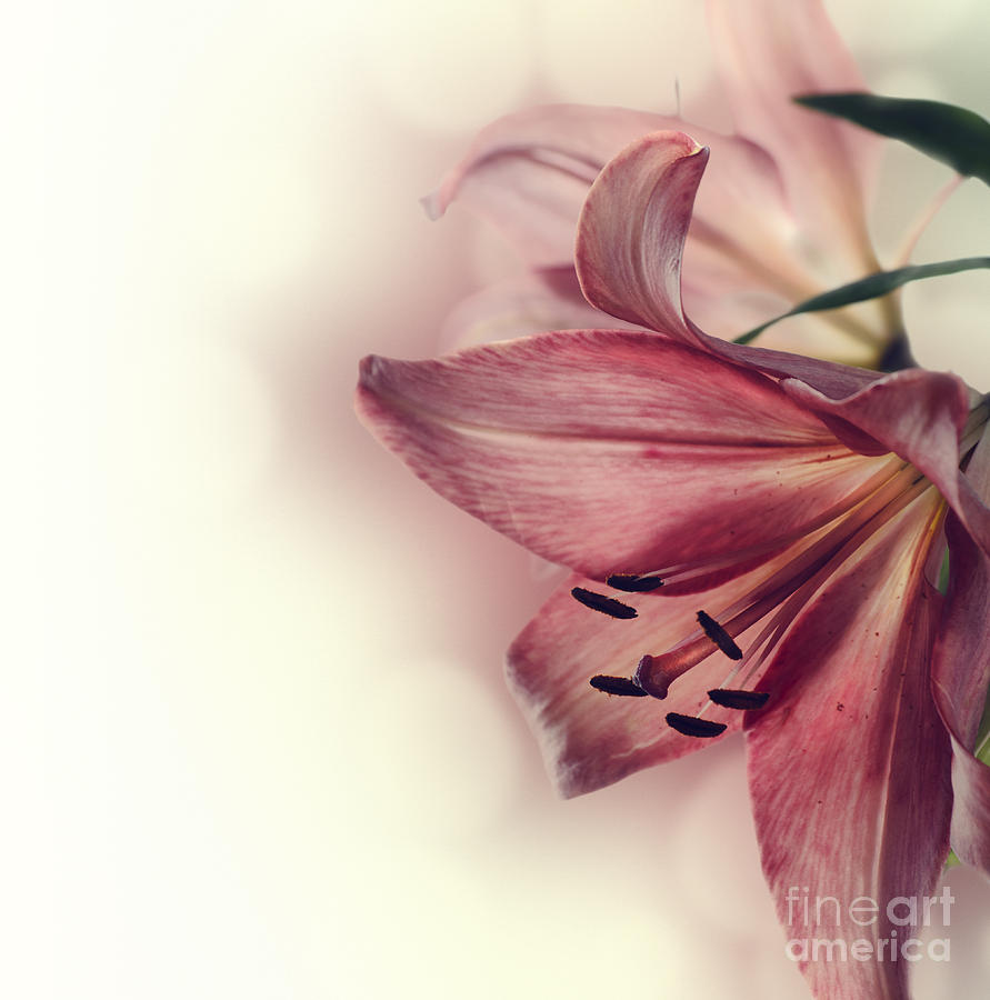 Lily Flowers Photograph by Jelena Jovanovic