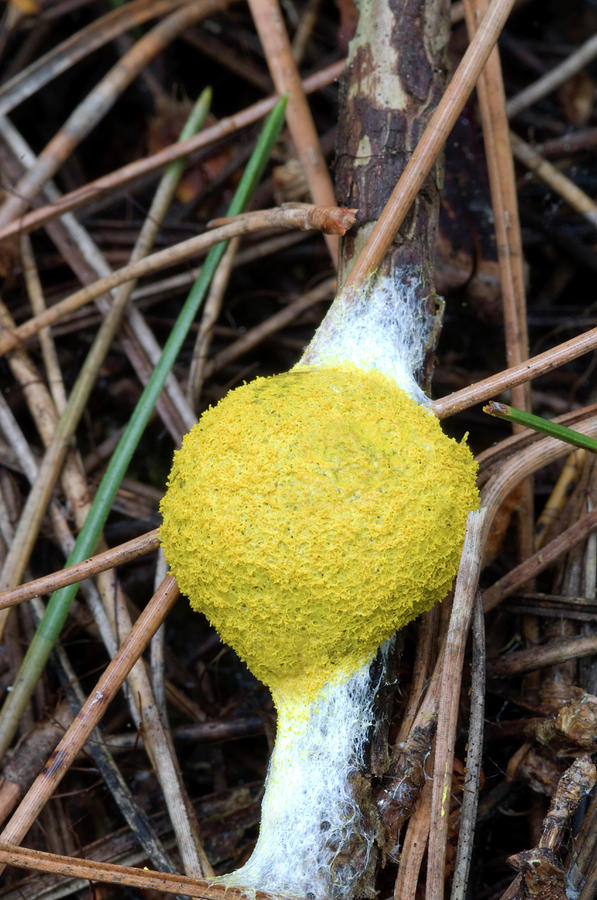 Nature Photograph - Flowers Of Tan Slime Mould #1 by Nigel Downer