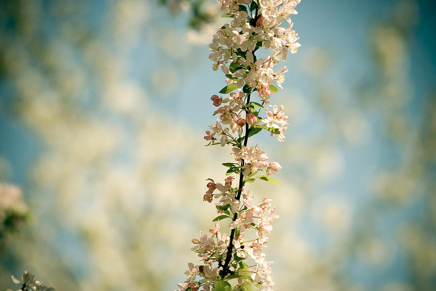 Flower Photograph - Flowers With Blue Sky #1 by Raimond Klavins