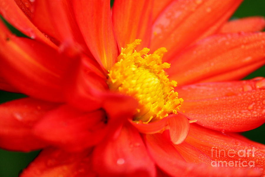 Flowers5 #1 Photograph by Theresa Ramos-DuVon