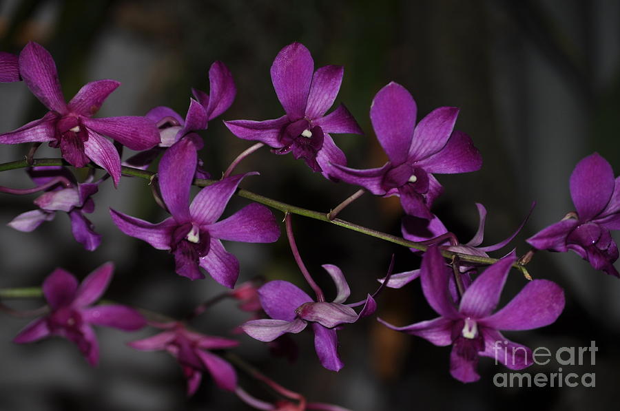 Orchid Photograph - Flowing Orchid  #2 by Nona Kumah