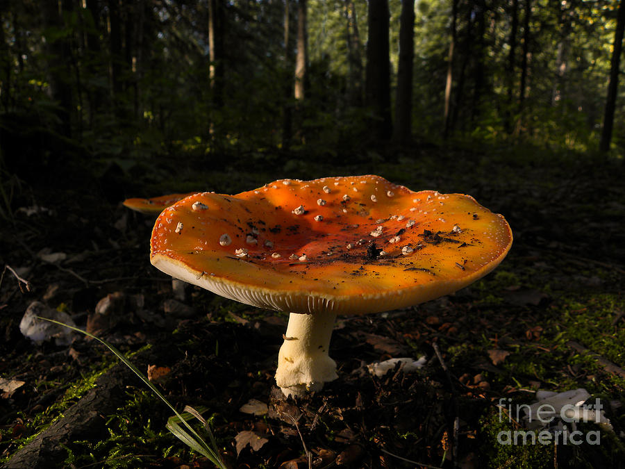 Fly Agaric Amanita Muscaria #1 Photograph by Ron Sanford