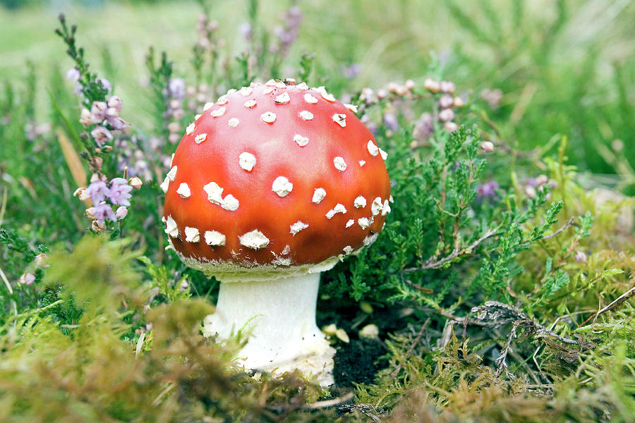Fly Agaric Mushroom (amanita Muscaria) #1 Photograph by John Devries/science Photo Library