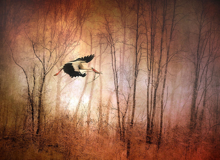 Fly Away Home #1 Photograph by Jessica Jenney