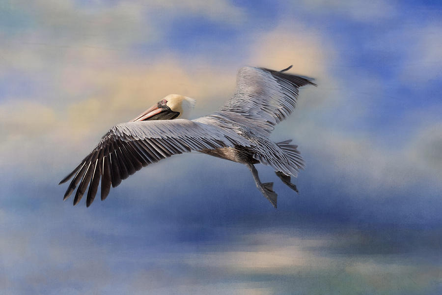 Pelican Photograph - Fly Away #1 by Kim Hojnacki