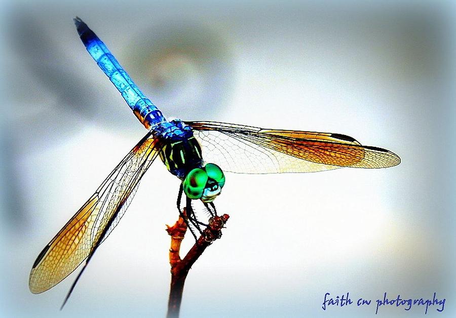 Nature Photograph - Fly Dragon #2 by Faith Williams