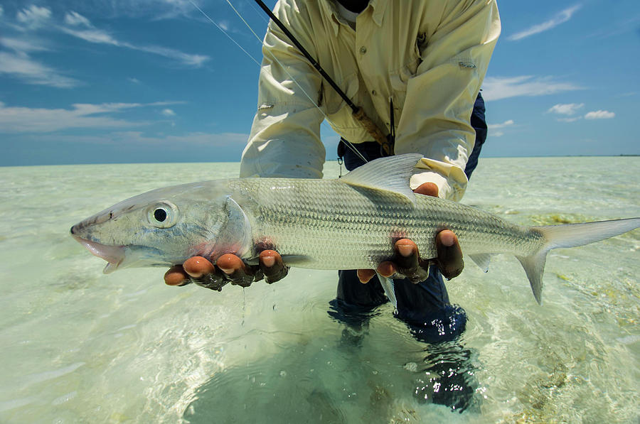 Fish Photograph - Fly Fishing In The Bahamas #1 by Mark Lance