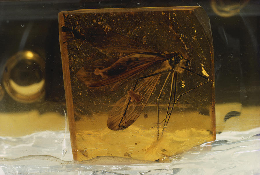 Fly In Amber #1 Photograph by Paul Zahl