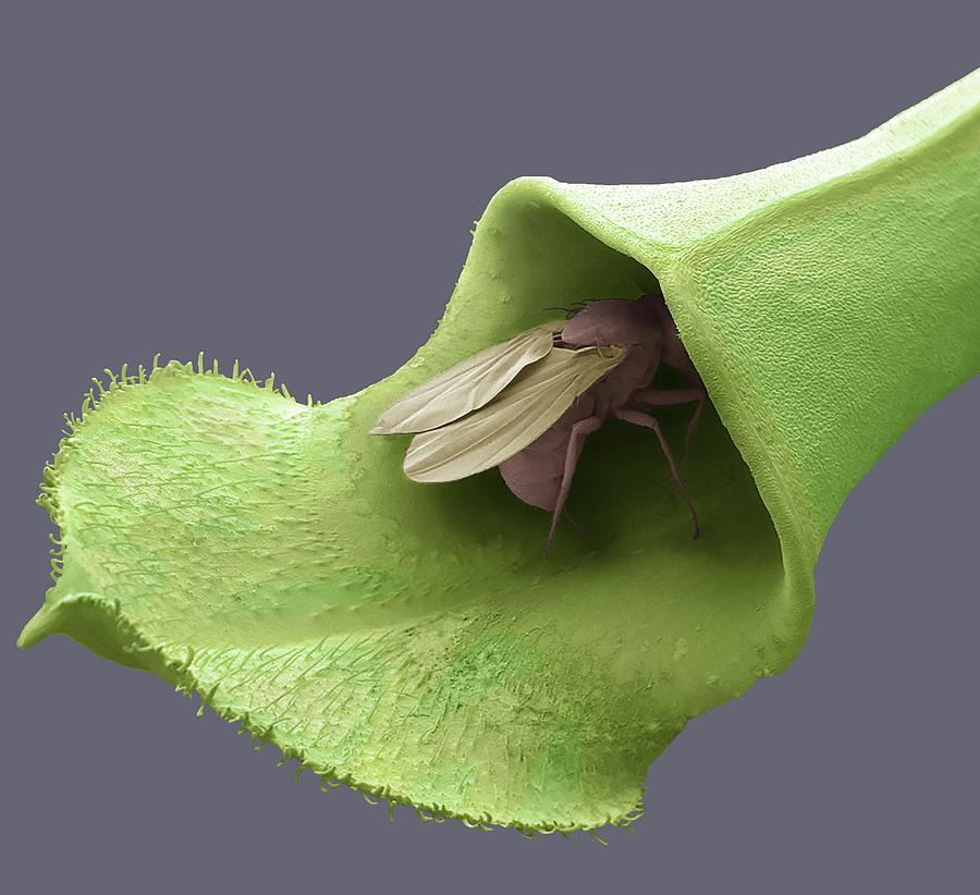 Fly In Pitcher Plant Trap #1 Photograph by Steve Gschmeissner/science Photo Library